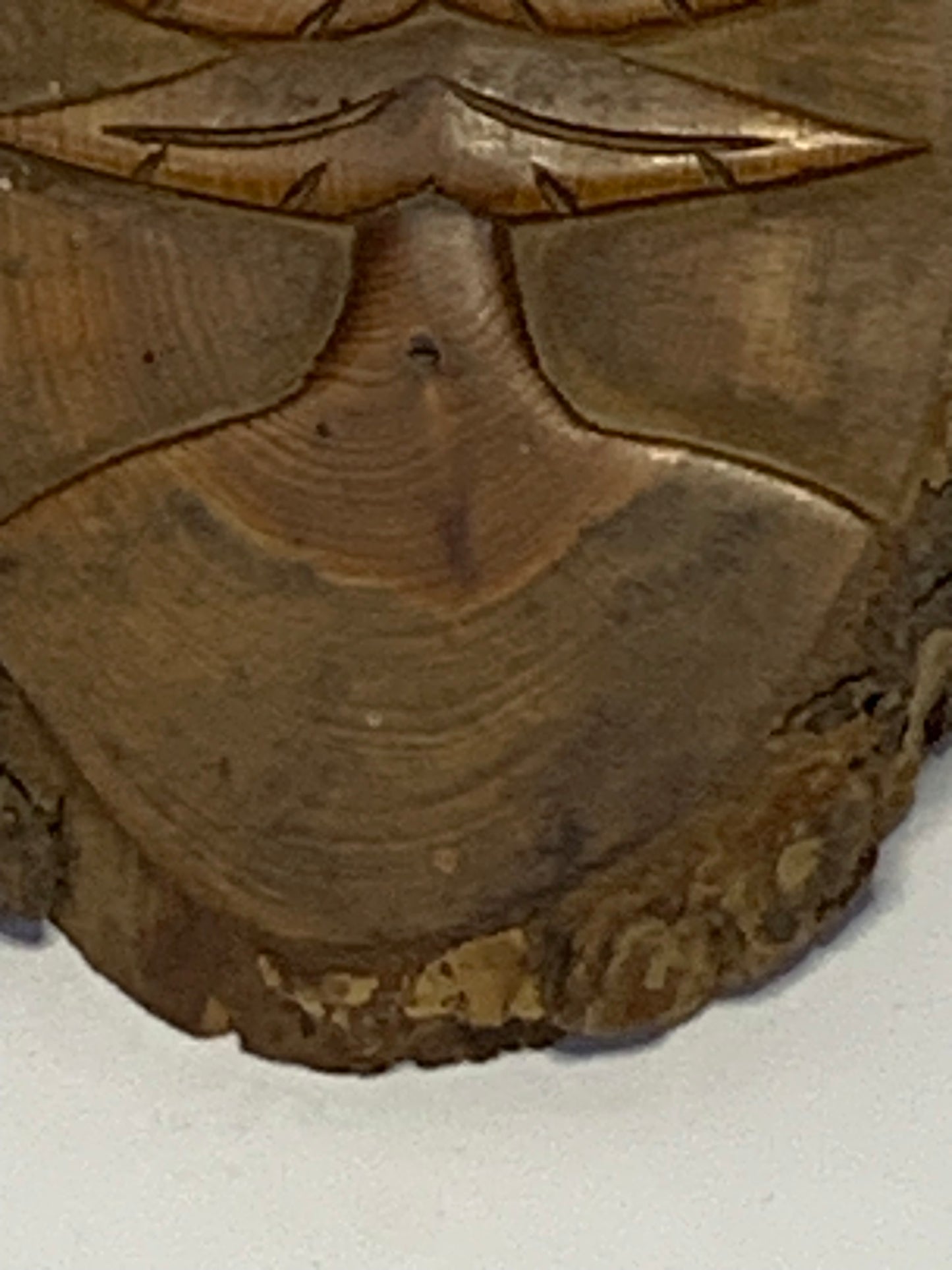 Hand Carved Wood Slice featuring a detailed evergreen tree design carved in relief