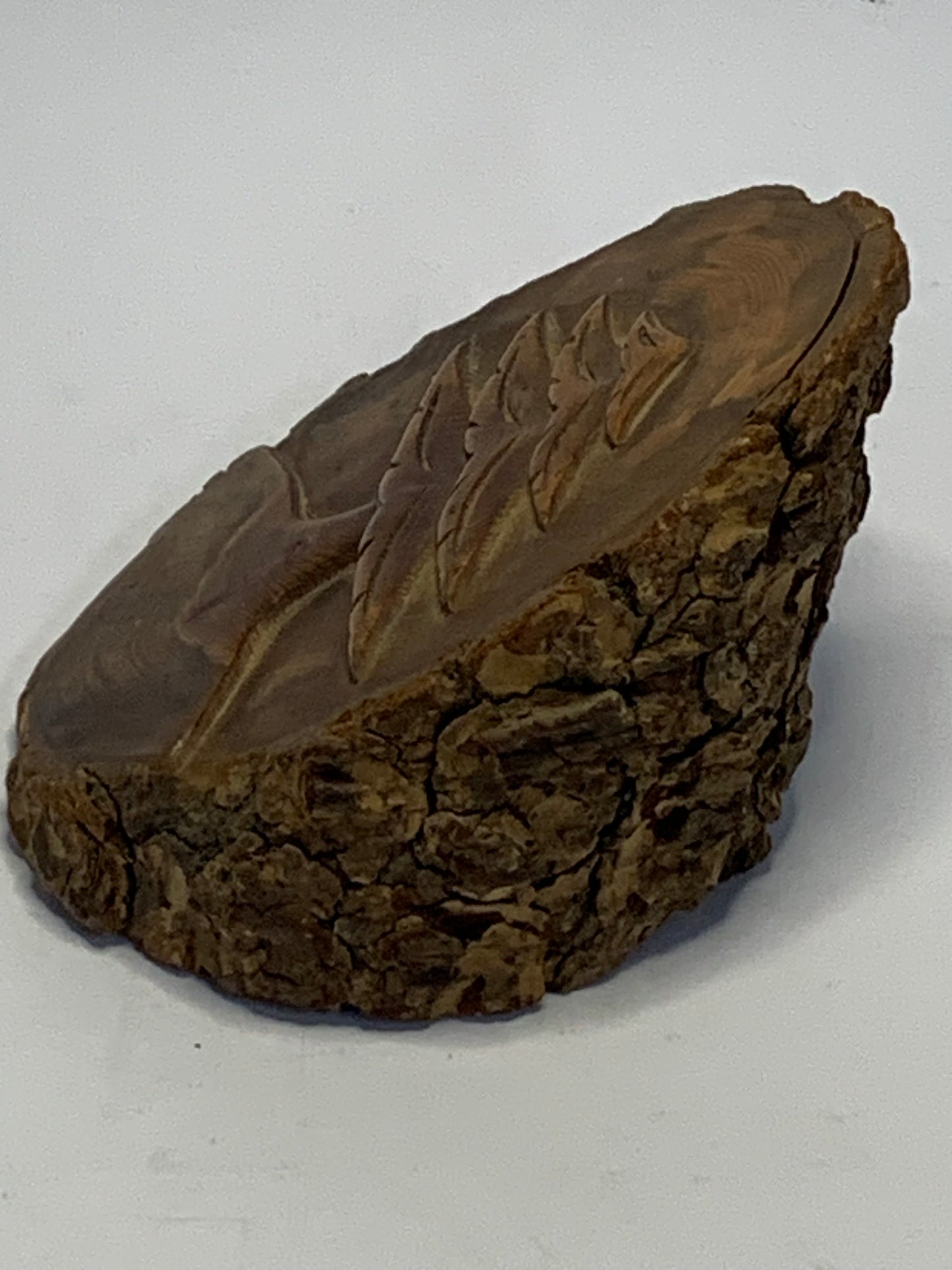 Hand Carved Wood Slice featuring a detailed evergreen tree design carved in relief