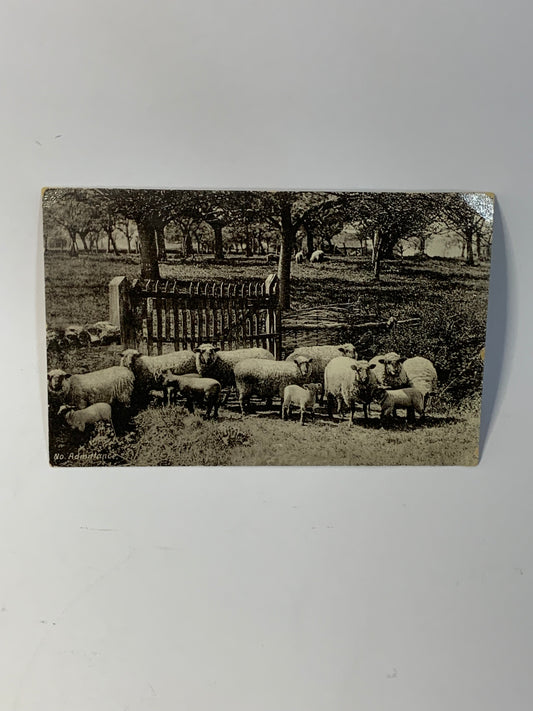 Vintage Australian Postcard