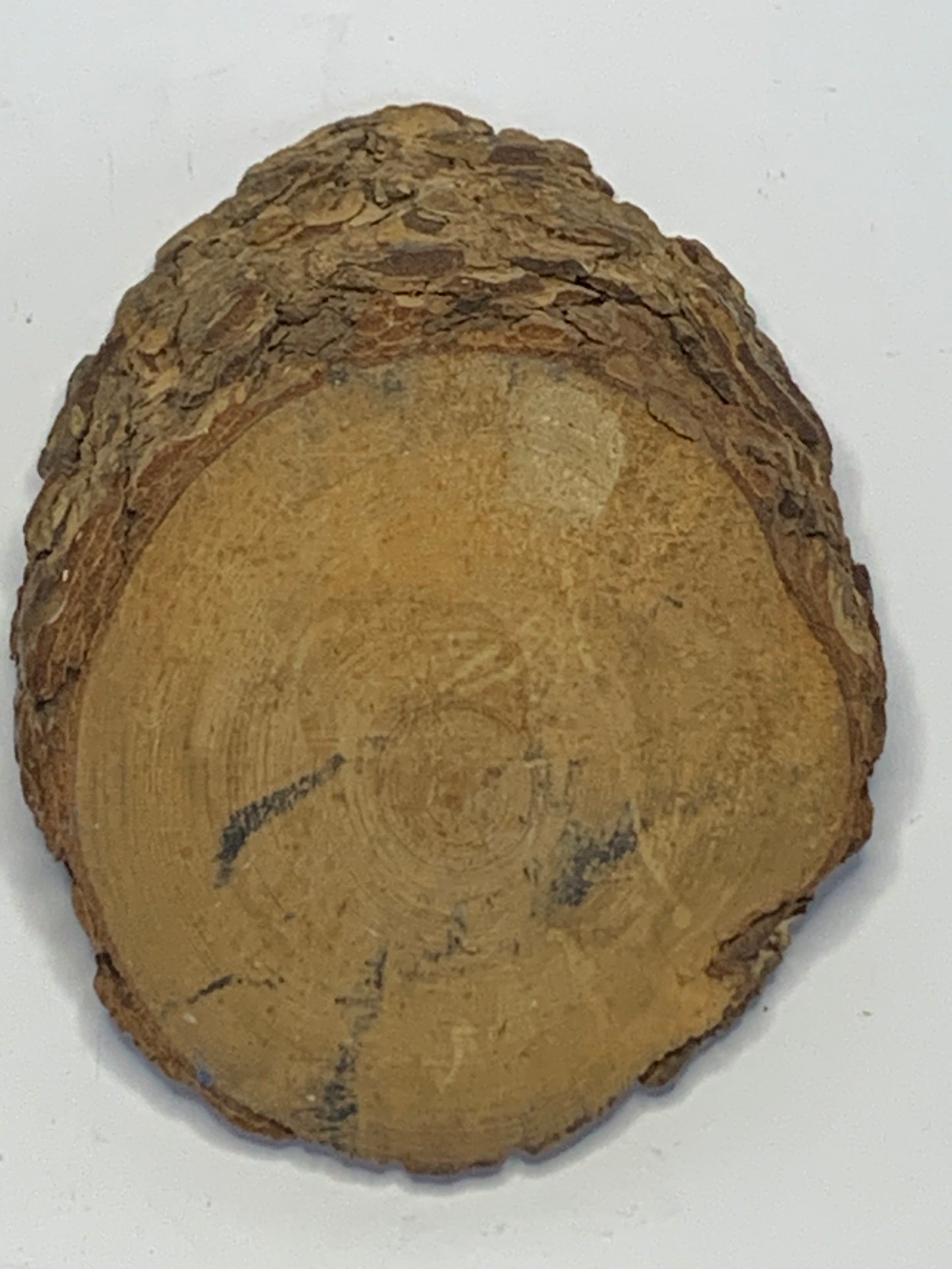 Hand Carved Wood Slice featuring a detailed evergreen tree design carved in relief